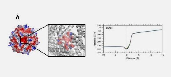 Thumbnail for Effect of the charge distribution along the “ferritin-like” pores of the proteins from the Dps family on the iron incorporation process