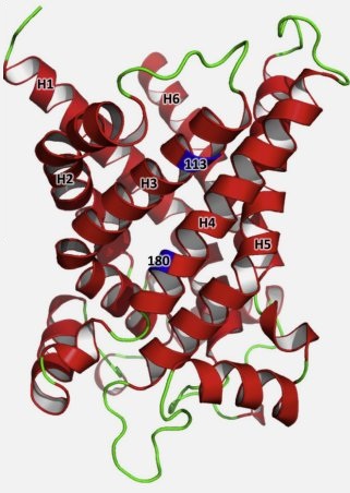 Thumbnail for ADP/ATP mitochondrial carrier MD simulations to shed light on the structural–dynamical events that, after an additional mutation, restore the function in a pathological single …