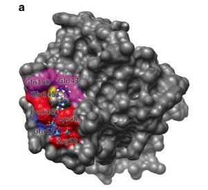 Thumbnail for Mapping multiple potential ATP binding sites on the matrix side of the bovine ADP/ATP carrier by the combined use of MD simulation and docking