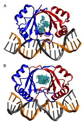 Thumbnail for MD simulations of papillomavirus DNA-E2 protein complexes hints at a protein structural code for DNA deformation