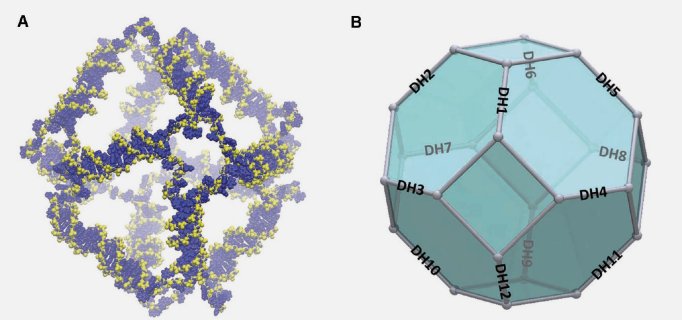 Thumbnail for Deciphering the structural properties that confer stability to a DNA nanocage