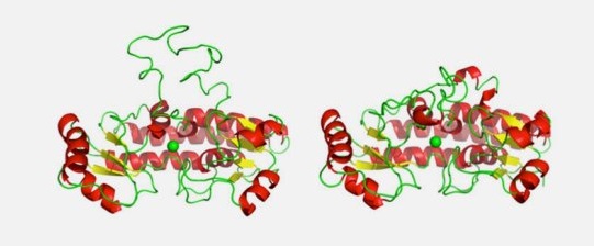 Thumbnail for Structural-dynamical investigation of the ZnuA histidine-rich loop: involvement in zinc management and transport