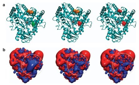 Thumbnail for High warfarin sensitivity in carriers of CYP2C9* 35 is determined by the impaired interaction with P450 oxidoreductase