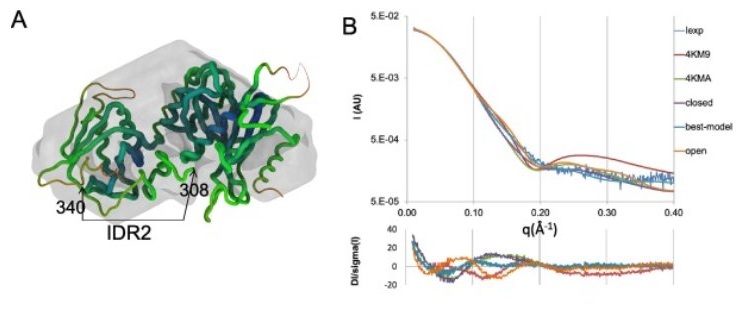 Thumbnail for A large disordered region confers a wide spanning volume to vertebrate Suppressor of Fused as shown in a trans-species solution study