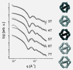 Thumbnail for Structure of nanoscale truncated octahedral DNA cages: variation of single-stranded linker regions and influence on assembly yields