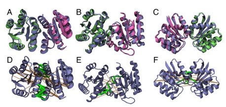 Thumbnail for Large-scale identification of coevolution signals across homo-oligomeric protein interfaces by direct coupling analysis