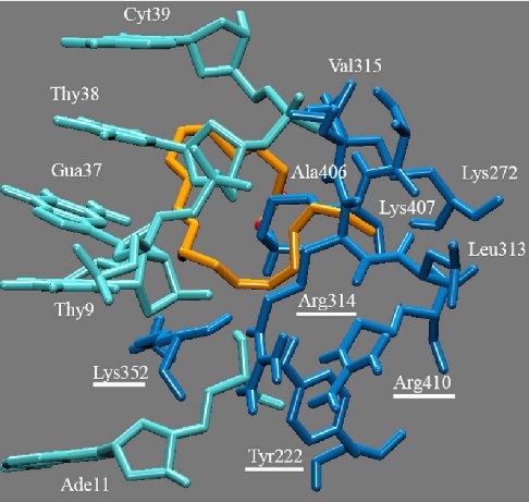 Thumbnail for Conjugated eicosapentaenoic acid (cEPA) inhibits L. donovani topoisomerase I and has an antiproliferative activity against L. donovani promastigotes