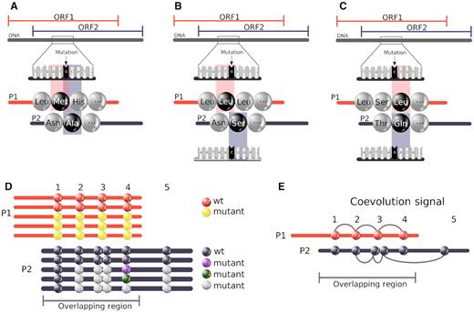 Thumbnail for COVTree: Coevolution in OVerlapped sequences by Tree analysis server