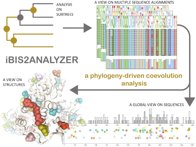 Thumbnail for iBIS2Analyzer: a web server for a phylogeny-driven coevolution analysis of protein families