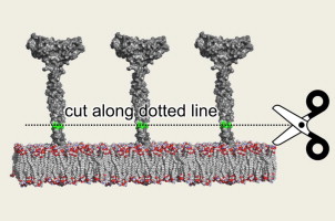 Thumbnail for Simulative and experimental investigation on the cleavage site that generates the soluble human LOX-1