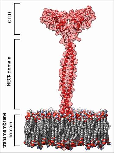 Thumbnail for Molecular mechanism of statin-mediated LOX-1 inhibition