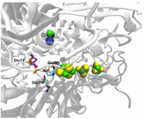 Thumbnail for Multiscale Simulations Give Insight into the Hydrogen In and Out Pathways of [NiFe]-Hydrogenases from Aquifex aeolicus and Desulfovibrio fructosovorans