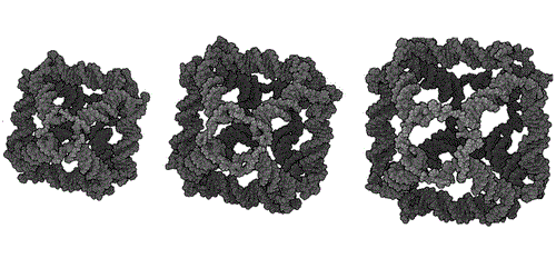Thumbnail for Simulative analysis of a truncated octahedral DNA nanocage family indicates the single-stranded thymidine linkers as the major player for the conformational variability