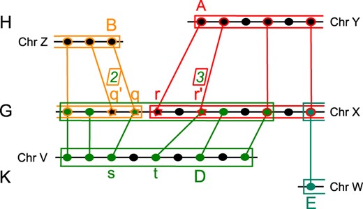 Thumbnail for Phylogenetic reconstruction based on synteny block and gene adjacencies