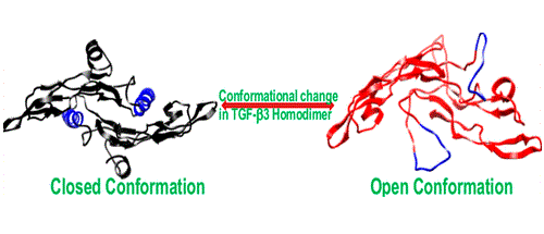 Thumbnail for Residues of alpha helix H3 determine distinctive features of transforming growth factor β3